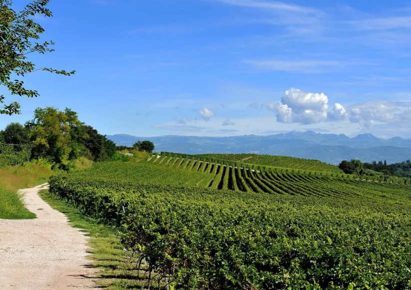 Bianco di Custoza - Lago di Garda