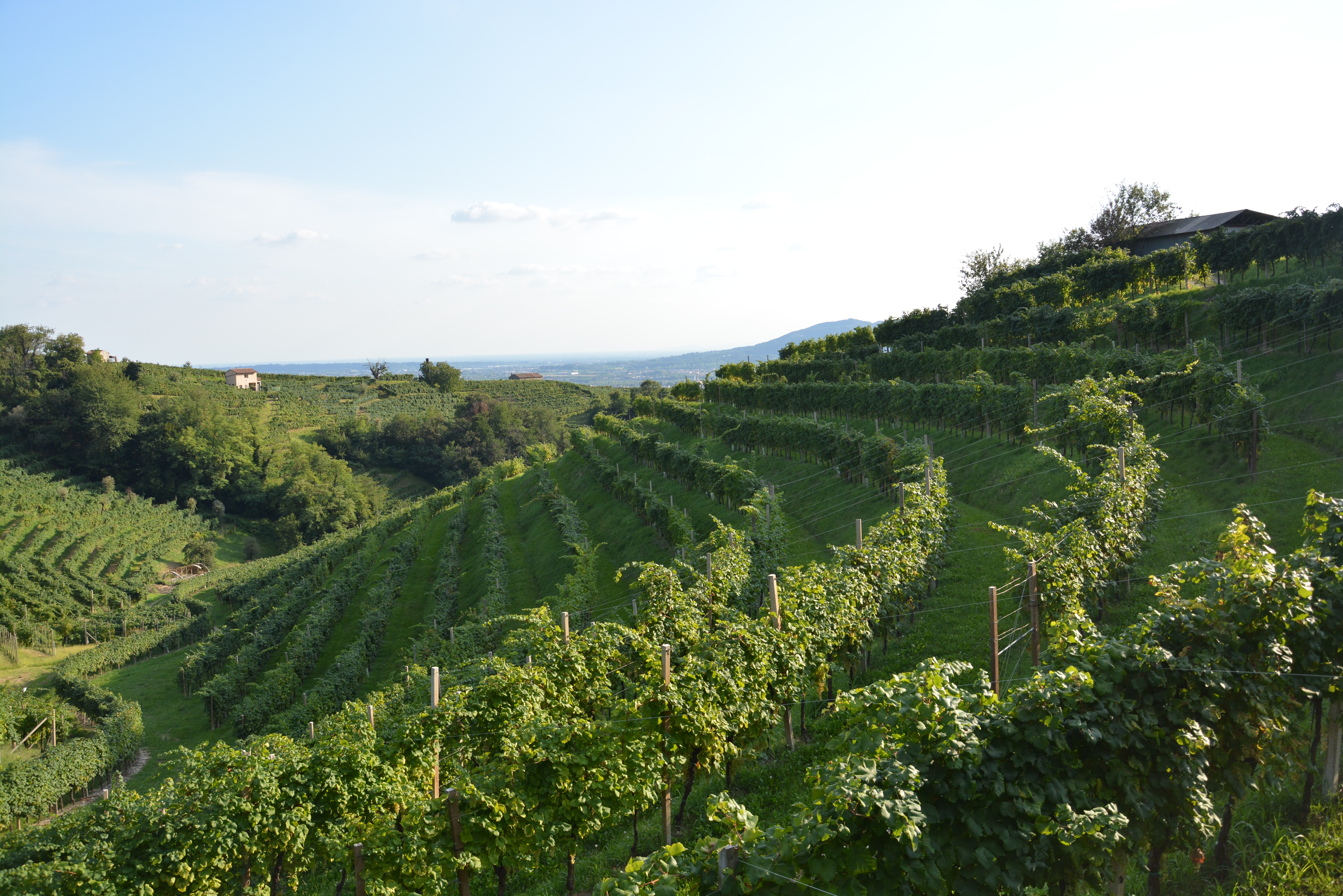 Colline di Valdobbiadene DOCG