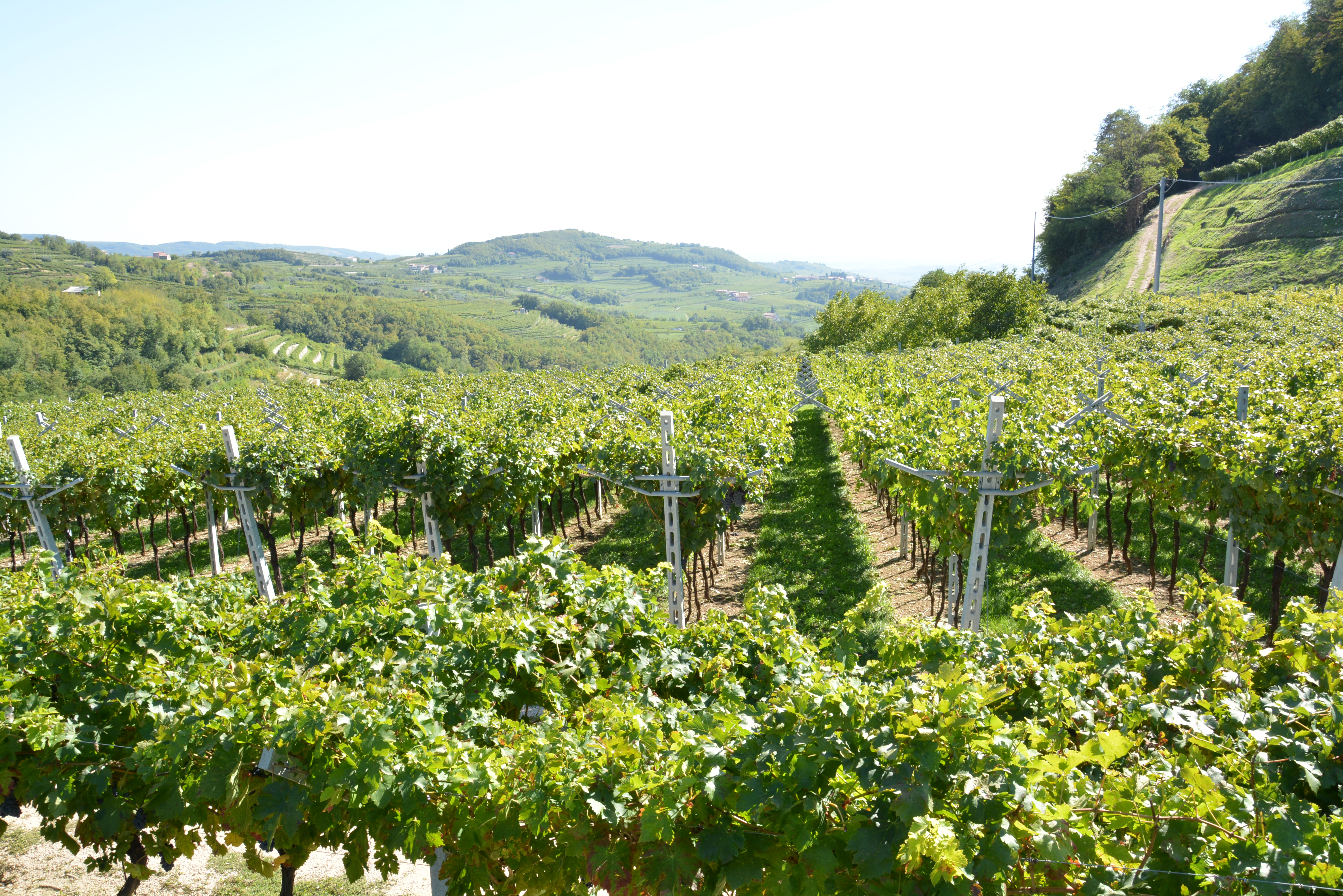 Valpolicella Classica - Vigneti